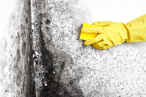 Best Airborne Mold Testing  in Otisville, NY